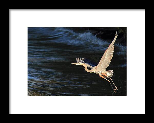 Great Blue Heron Framed Print featuring the photograph Great Blue Heron by Scott Rackers