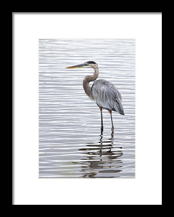 Great Blue Heron Framed Print featuring the photograph Great Blue Heron Standing in Water by Dorothy Cunningham
