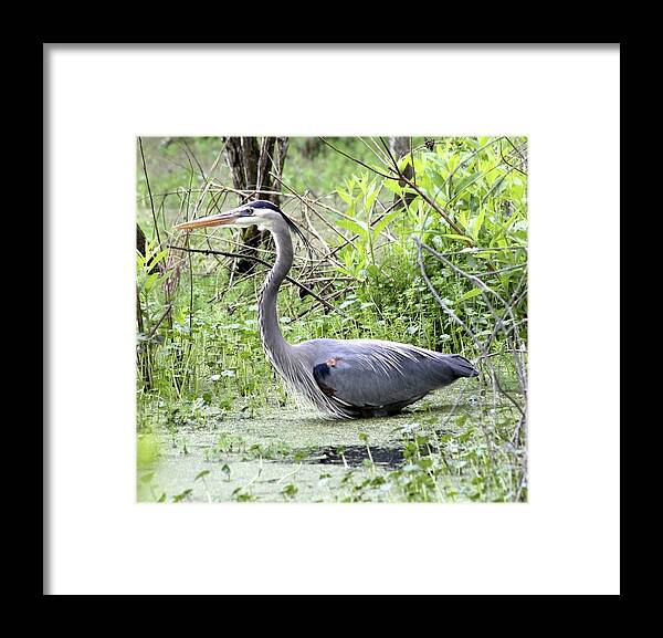 Great Blue Heron Framed Print featuring the photograph Great Blue Heron Wading in Swamp by Jeanne Juhos