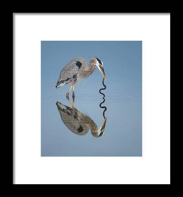 Animal Themes Framed Print featuring the photograph Great Blue Heron With Snake by Michael J. Cohen, Photographer
