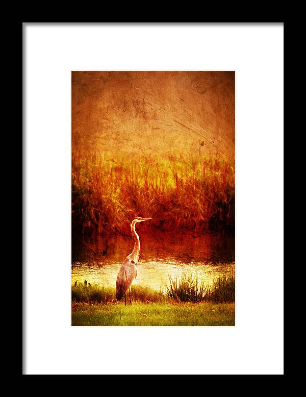 Great Blue Heron Photo Montage Framed Print featuring the photograph Great Blue Huron in Marsh by Bob Coates