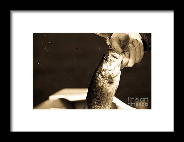 Fish Framed Print featuring the photograph Great Catch by Cheryl Baxter