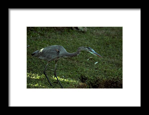 Great Blue Heron Framed Print featuring the photograph Great Concentration by Sean Green