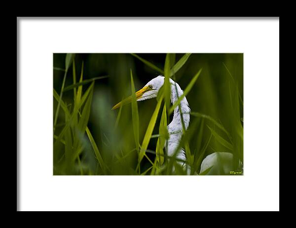Egret Framed Print featuring the photograph Great Egret - Ardea alba by Christopher Byrd