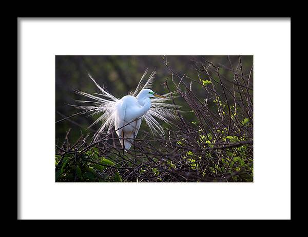 Animal Themes Framed Print featuring the photograph Great Egret Breeding Plumage by Mark Newman