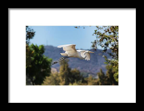 Egret Framed Print featuring the photograph Great Egret by Helaine Cummins