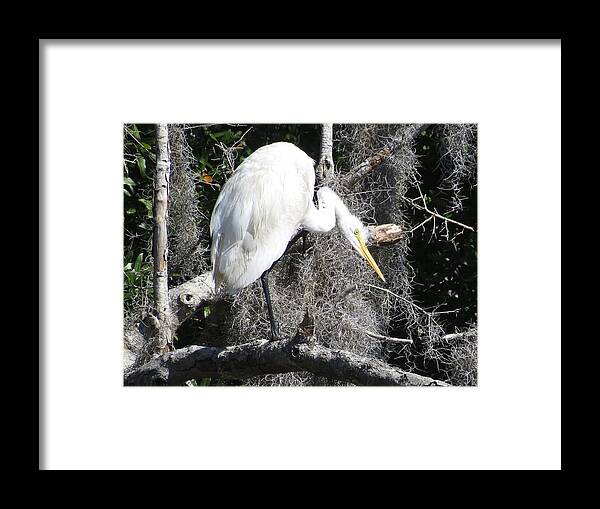 Nature Framed Print featuring the photograph Great Egret in Tree by Ellen Meakin