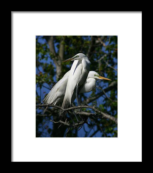 Egret Framed Print featuring the pyrography Great Egret Pair 16X20 by David Lynch