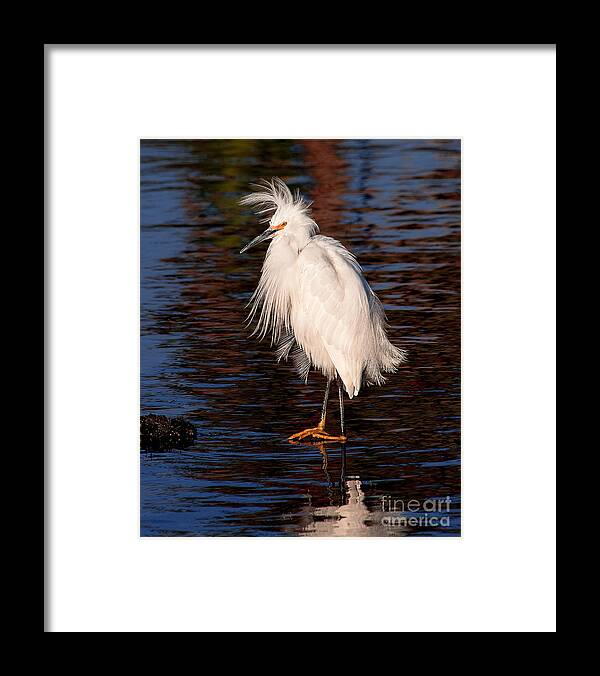 Great Egret Bird Photographs Framed Print featuring the photograph Great Egret Walking On Water by Jerry Cowart