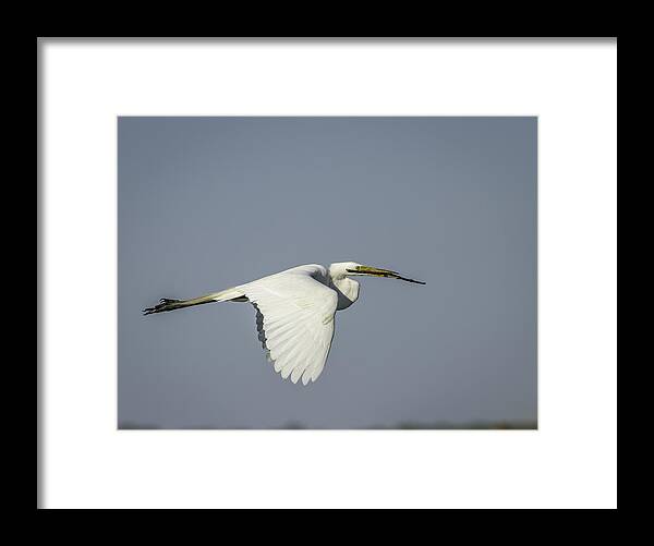 Great Egret Framed Print featuring the photograph Great Egret With Intentions by Thomas Young