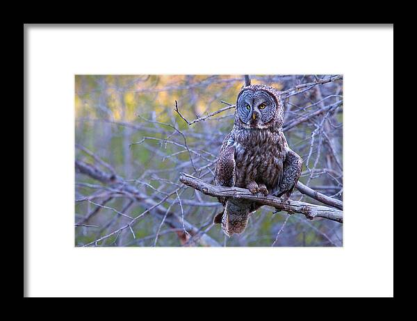 Great Gray Owl Framed Print featuring the photograph Great Gray at Dusk by Aaron Whittemore