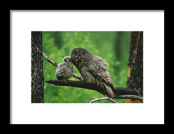 Feb0514 Framed Print featuring the photograph Great Gray Owl With Chick Saskatchewan by Tom Vezo