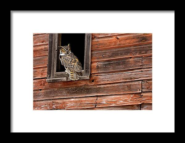 Great Horned Owl Framed Print featuring the photograph Great Horned by Jack Milchanowski