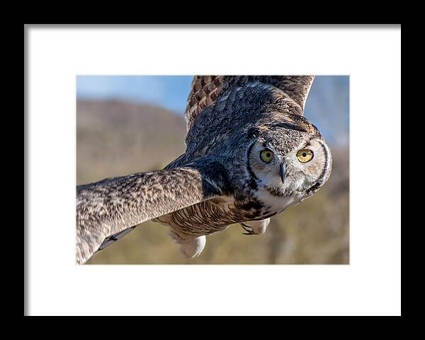 Arizona Sonora Desert Museum Framed Print featuring the photograph Great Horned Owl in Flight - Coming At-Cha by James Capo