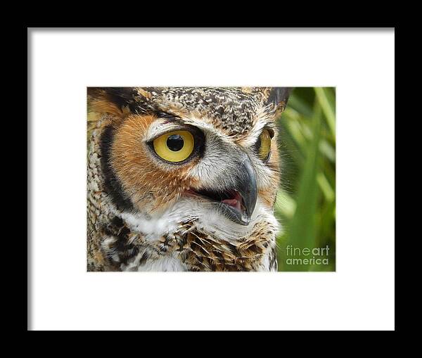 Great Horned Owl Framed Print featuring the photograph Great Horned Owl No.3 by John Greco