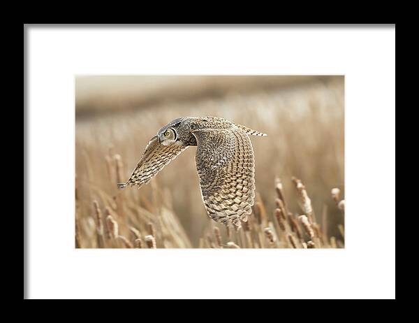 Greathornedowl Framed Print featuring the photograph Great Horned Owl by Peter Stahl