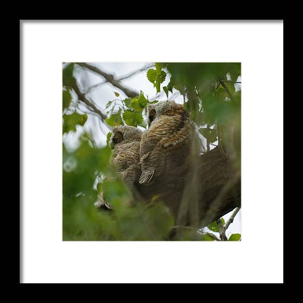 Birds Framed Print featuring the photograph Great Horned Owlets 5 20 2011 by Ernest Echols