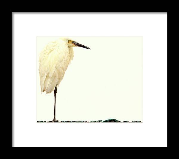 Egrit Framed Print featuring the photograph Great Posture.. by Al Swasey