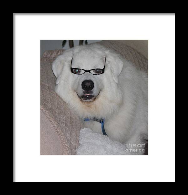 Great Pyrnesse Relaxing With His New Reading Glasses Framed Print featuring the photograph Great Pyrnesse Relaxing with His New Reading Glasses by John Telfer
