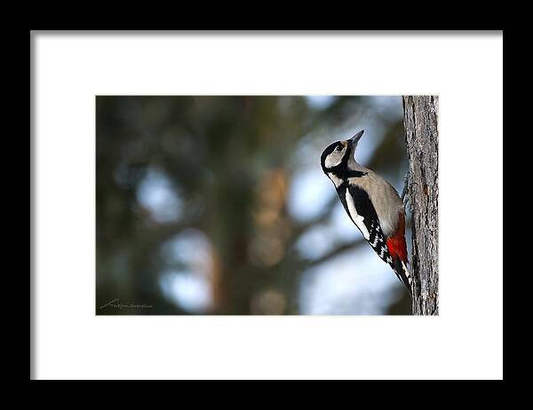 Great Spotted Woodpecker Framed Print featuring the photograph Great Spotted Woodpecker by Torbjorn Swenelius