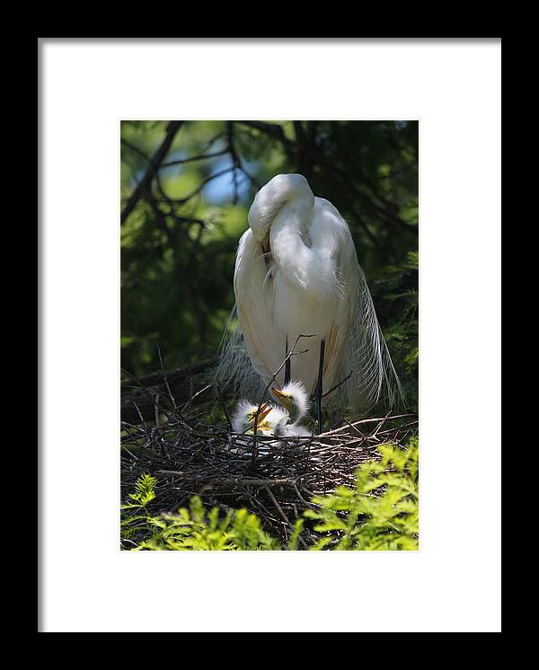 Photograph Framed Print featuring the photograph Great White Egret Mom Needs a Nap I by Suzanne Gaff