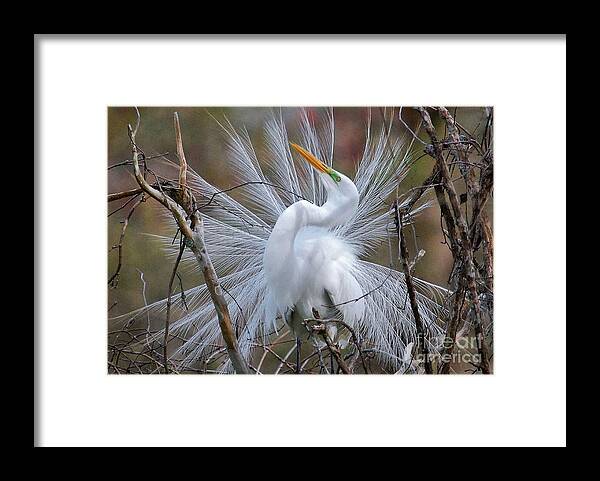 Birds Framed Print featuring the photograph Great White Egret With Breeding Plumage by Kathy Baccari