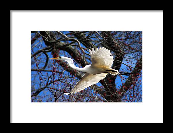 Great White Heron Framed Print featuring the photograph Great White Heron Islip New York by Bob Savage