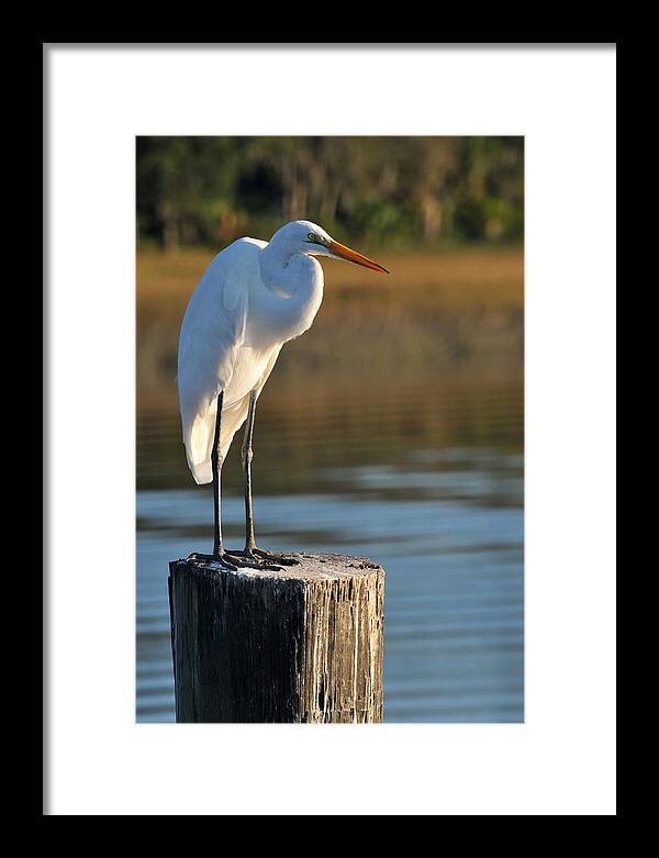 Great White Heron Framed Print featuring the photograph Great White Heron by Peter DeFina
