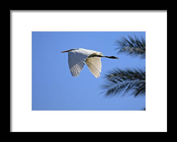 Great White Egret Framed Print featuring the photograph Great White in Flight by Penny Meyers