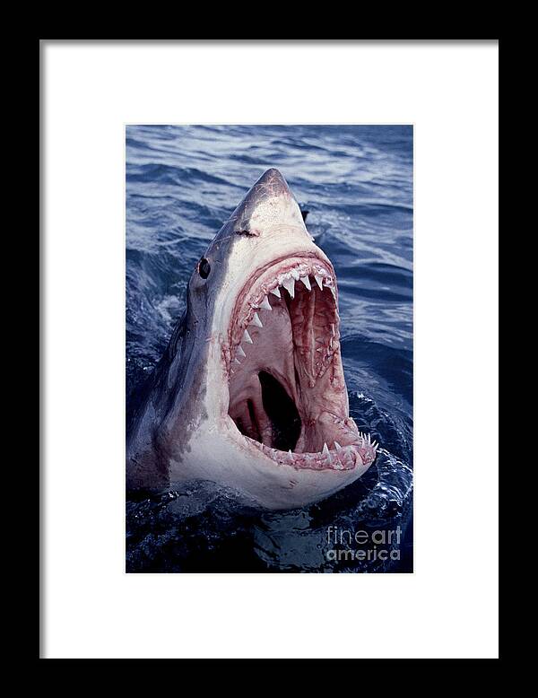 Great White Shark lunging out of the ocean with mouth open showing