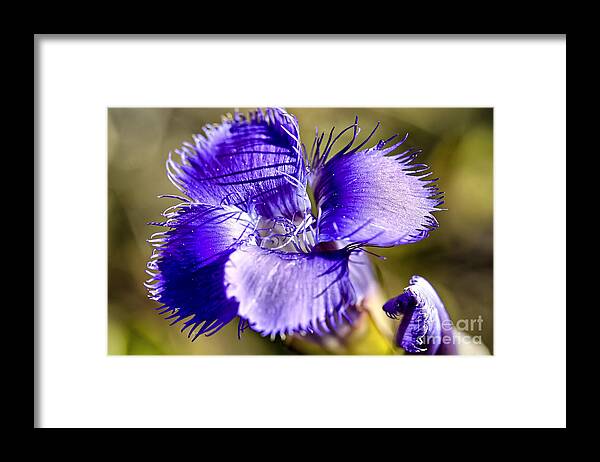 Greater Fringed Gentian Framed Print featuring the photograph Greater Fringed Gentian by Teresa Zieba
