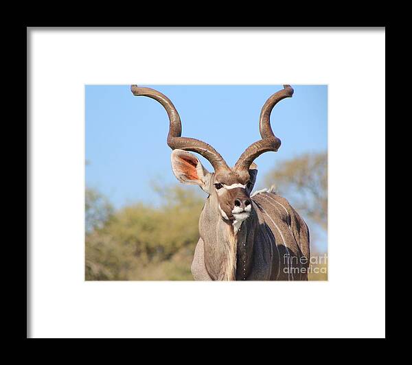 Africa Framed Print featuring the photograph Greater Kudu Bull Pride by Andries Alberts