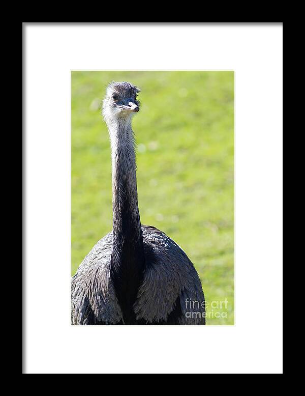 Greater Rhea Framed Print featuring the photograph Greater Rhea 7D9038 by Wingsdomain Art and Photography