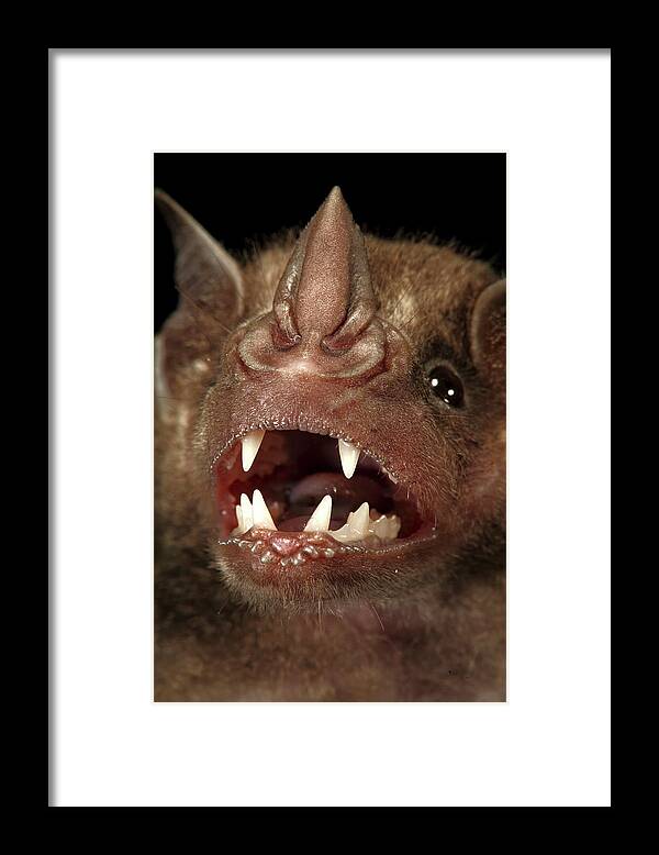 00463278 Framed Print featuring the photograph Greater Spear-nosed Bat by Christian Ziegler