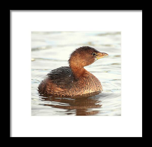 Grebe Framed Print featuring the photograph Grebe in morning light by Ruth Jolly