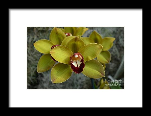 Orchid Framed Print featuring the photograph Green and Red Orchid by DejaVu Designs