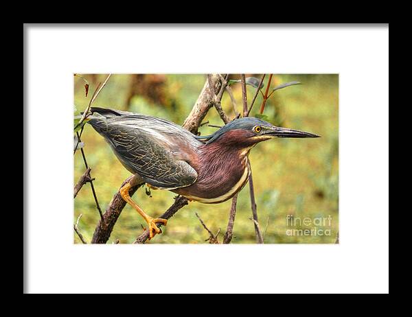 Heron Framed Print featuring the photograph Green Backed Heron At Magnolia by Kathy Baccari