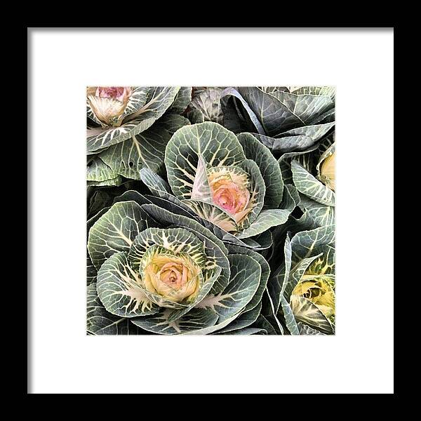 Toronto Framed Print featuring the photograph #green #bloom #roncie #roncevalles by Migdalia Jimenez