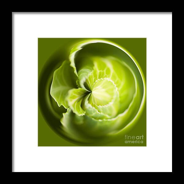 Anne Gilbert Framed Print featuring the photograph Green Cabbage Orb by Anne Gilbert