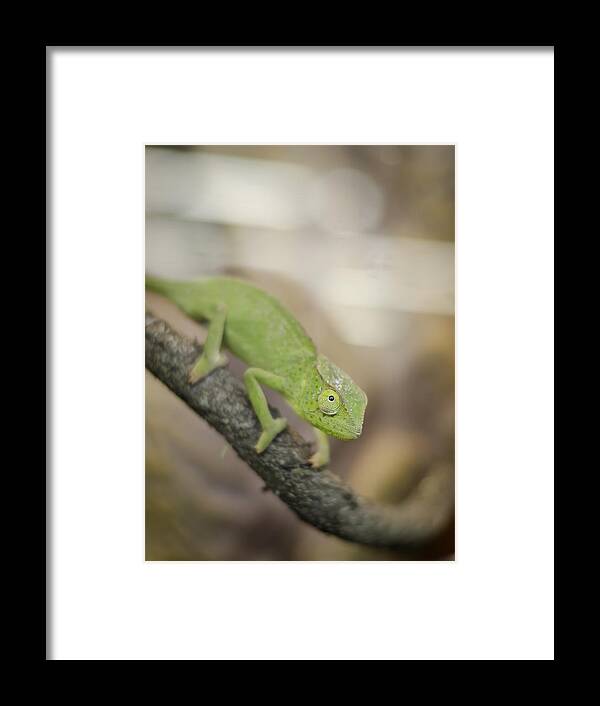Chameleon Framed Print featuring the photograph Green Chameleon by Heather Applegate