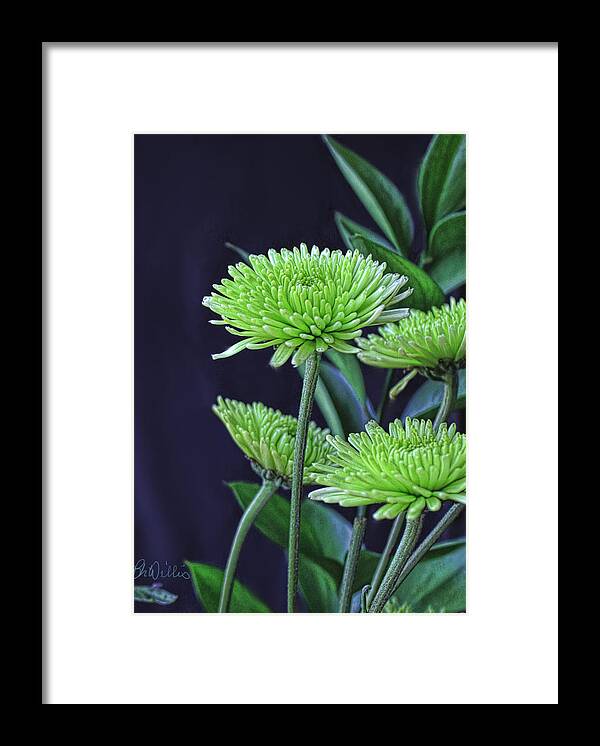Chrysanthemum Framed Print featuring the photograph Green Chrysanthemums by Bonnie Willis