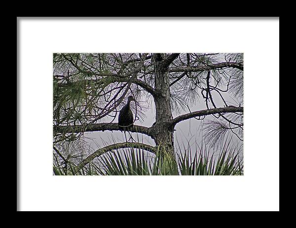 Stork. Bird Framed Print featuring the photograph Green cloudy by Lily K