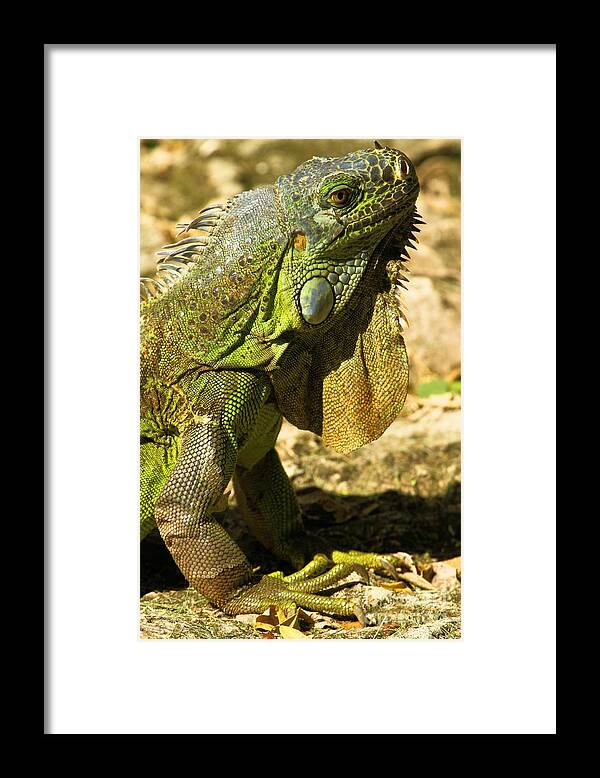 Iguana Framed Print featuring the photograph Green Cozumel Iguana by Adam Jewell