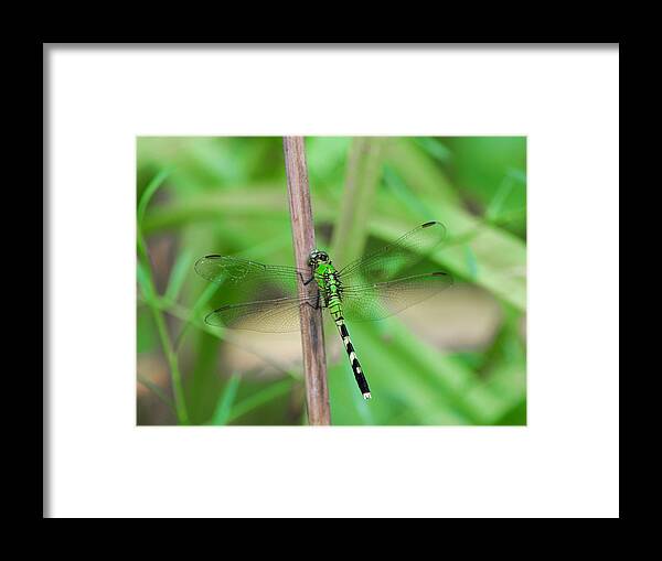 Dragonfly Framed Print featuring the photograph Green Dragonfly by Linda Segerson