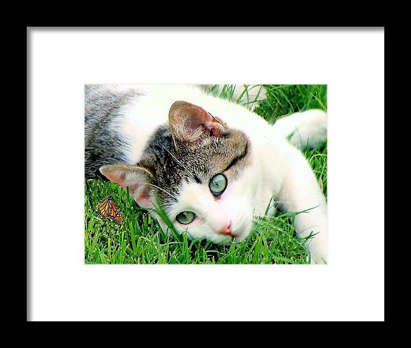 Green Eyed Cat Photograph Framed Print featuring the photograph Green Eyed Cat by Janette Boyd