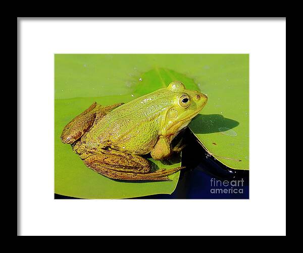 Frogs Framed Print featuring the photograph Green Frog 2 by Amanda Mohler