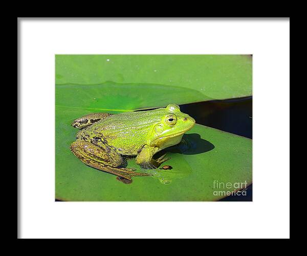 Frogs Framed Print featuring the photograph Green Frog by Amanda Mohler