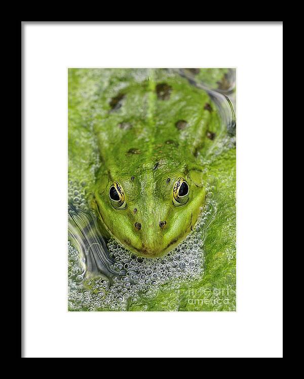 Frog Framed Print featuring the photograph Green Frog by Matthias Hauser