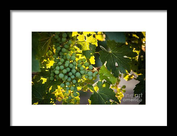 Grapes Framed Print featuring the photograph Green Grapes by Ana V Ramirez