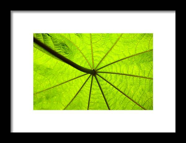 Green Framed Print featuring the photograph Green growth by David Lee Thompson
